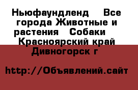 Ньюфаундленд  - Все города Животные и растения » Собаки   . Красноярский край,Дивногорск г.